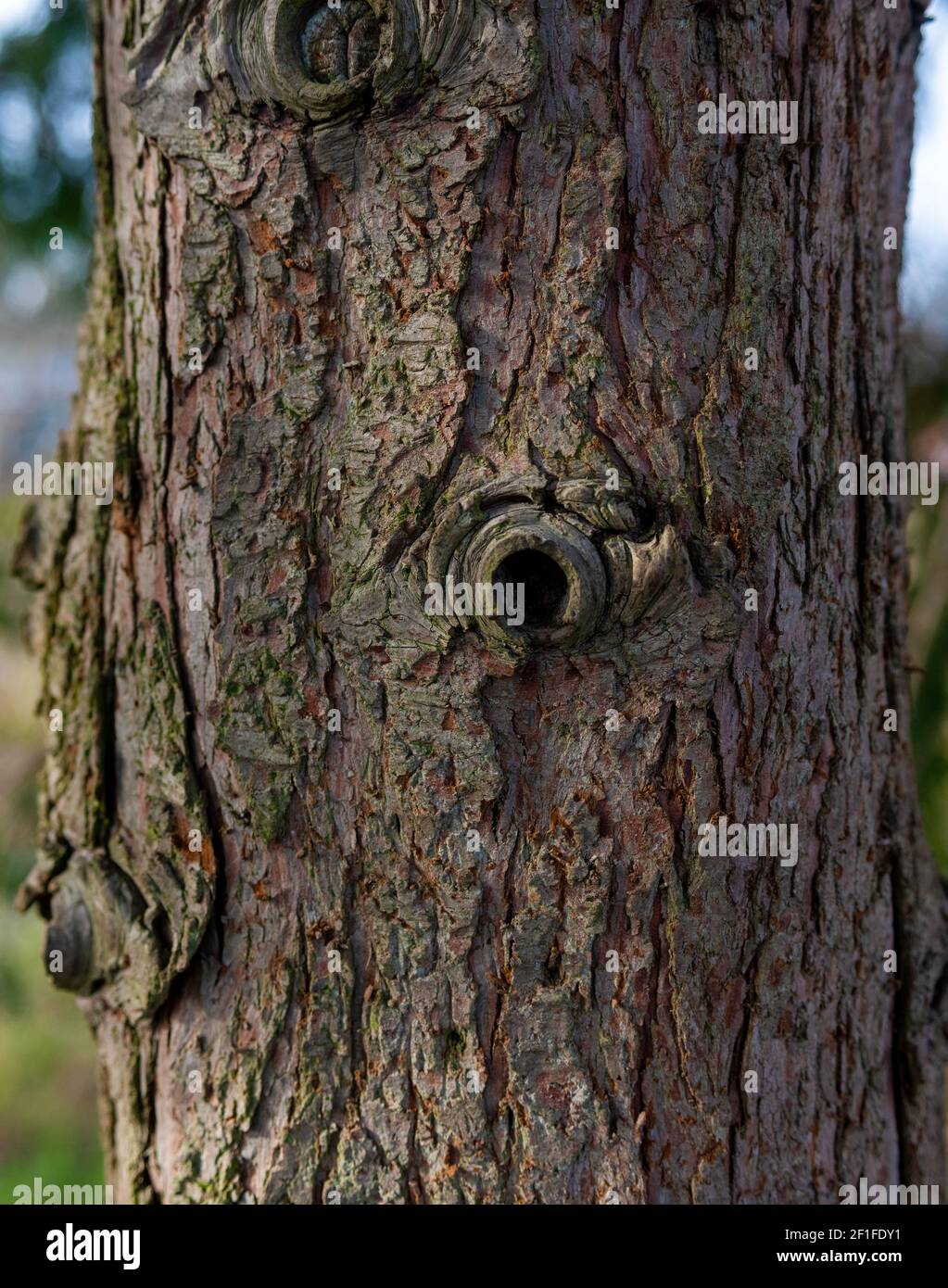 The patterns of tree bark wit strong side lighting Stock Photo