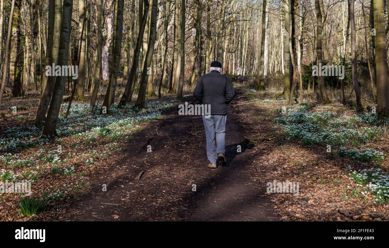Gosford Estate, East Lothian, Scotland, United Kingdom, 8th March 2021. UK Weather: Spring sunshine. Spring flowers are beginning to show their full bloom with snowdrops lining a woodland path as a senior man walks through the forest Stock Photo