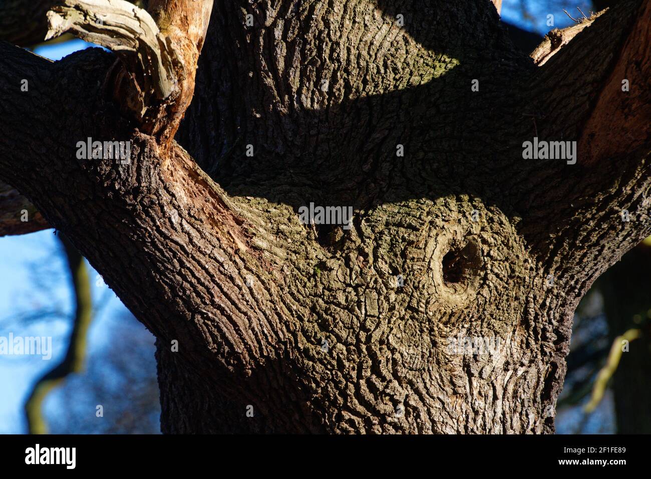 Knot hole in a tree Stock Photo