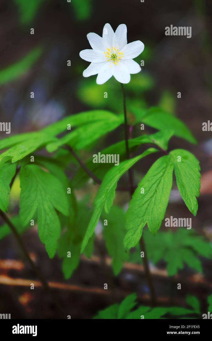 The blooming of the European wood anemone (Anemone nemorosa) plant in all growth Stock Photo