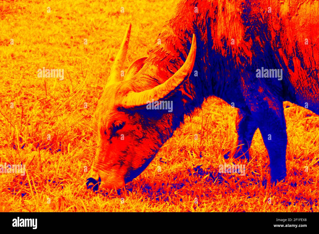 Thai water Buffalo grazing. Scanning the animal's body temperature with