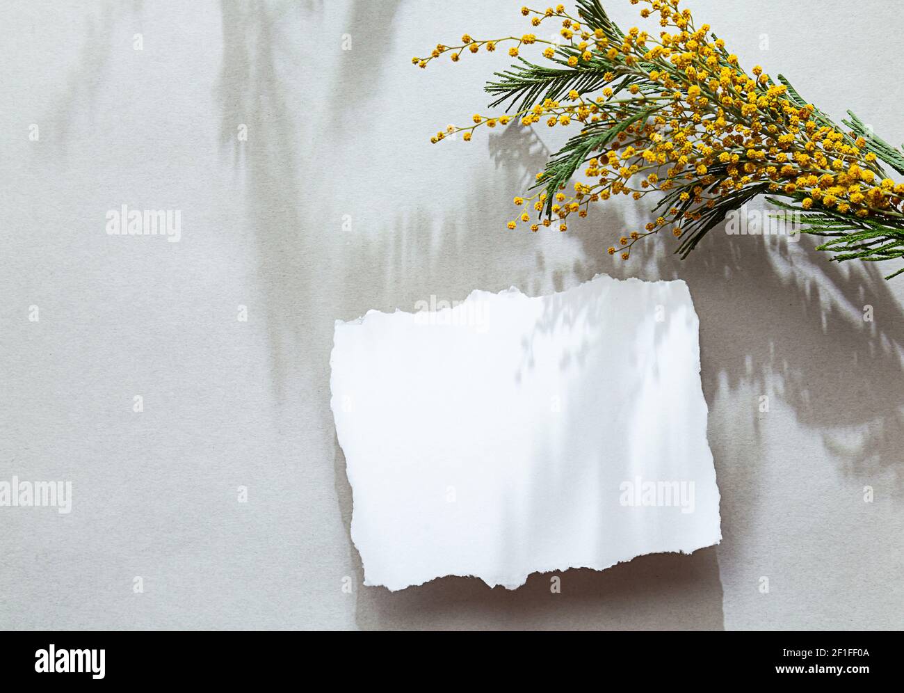 Modern spring stationery still life. Blank white sheet of paper and mimosa flowers with interesting shadows on a gray background. Mock up, top view Stock Photo