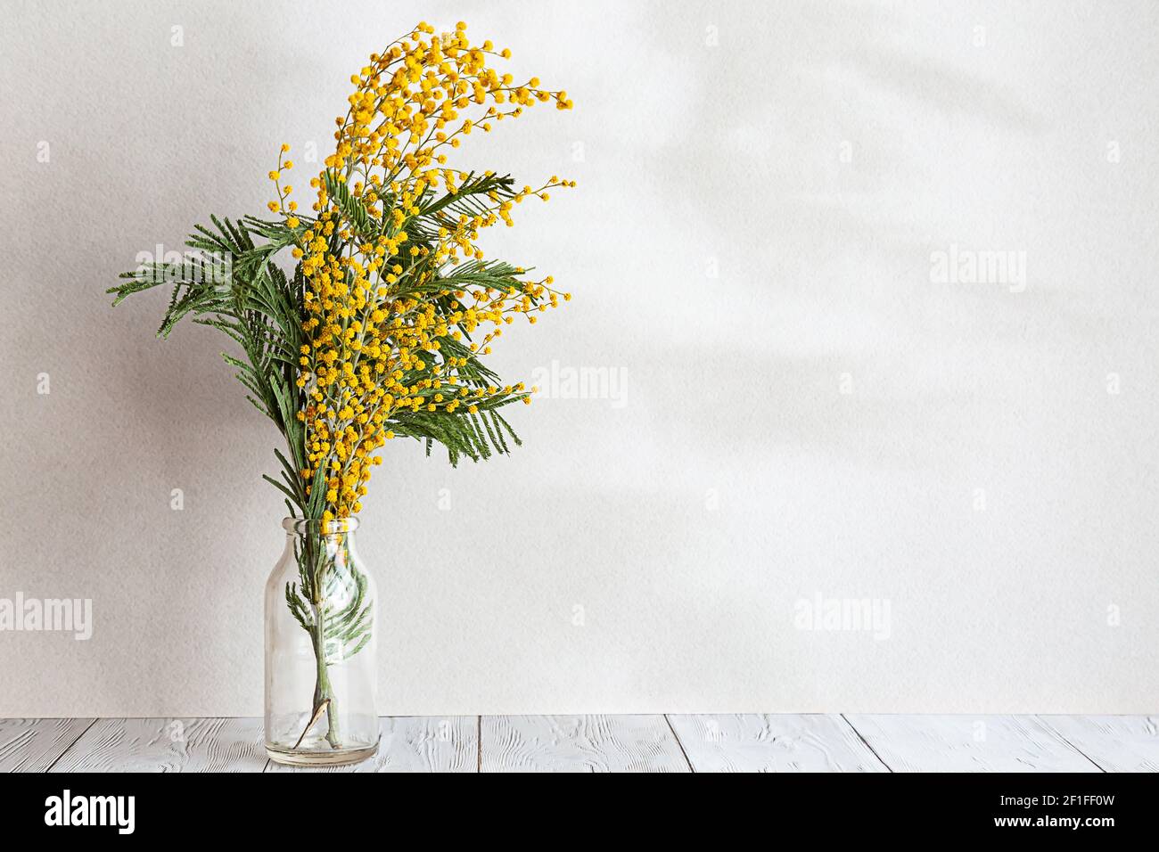 A bouquet of mimosa flowers in a glass vase on a light gray background. Spring composition with interesting shadows, copy space. Stock Photo