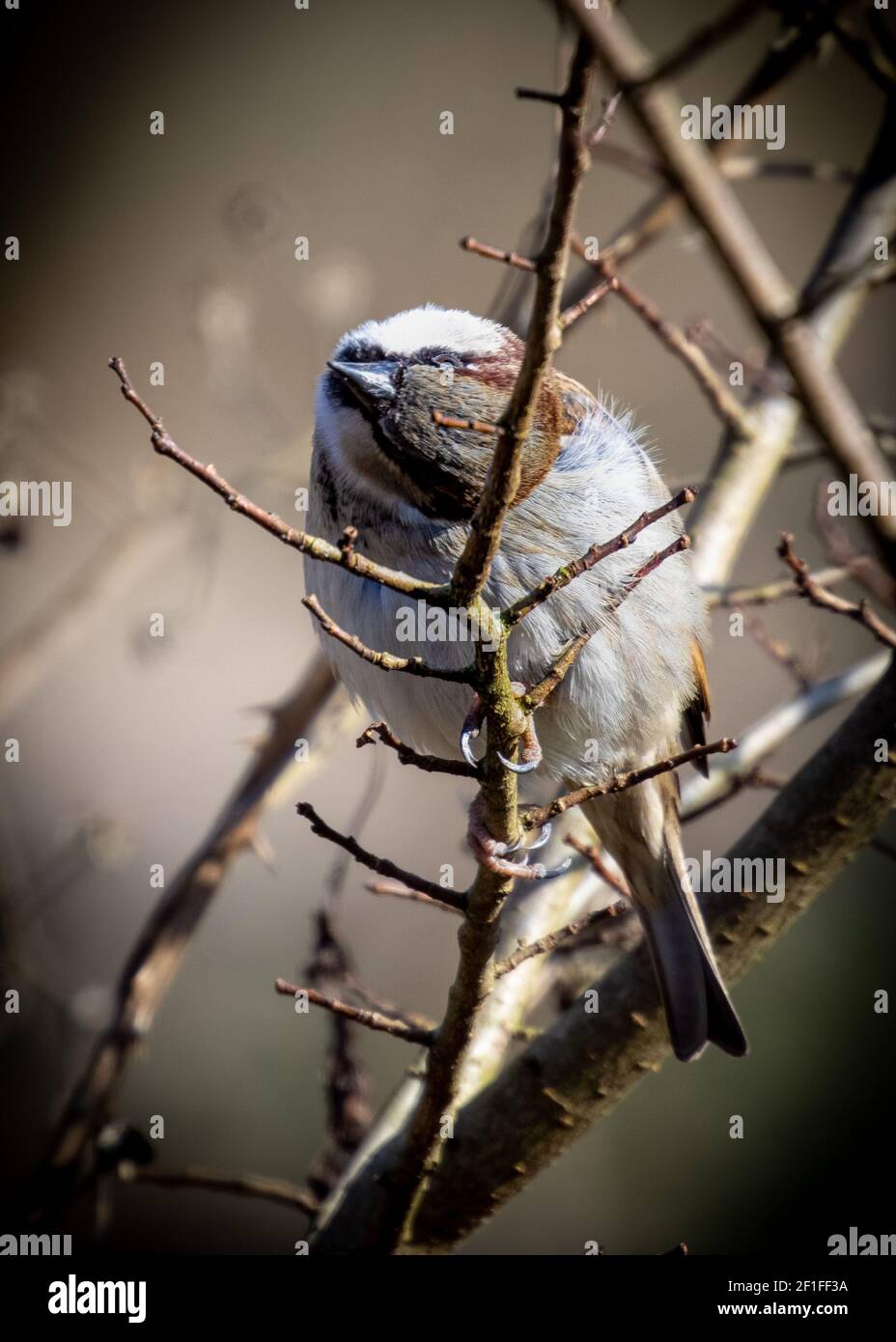 Spring Passeridae - Sparrow UK Stock Photo
