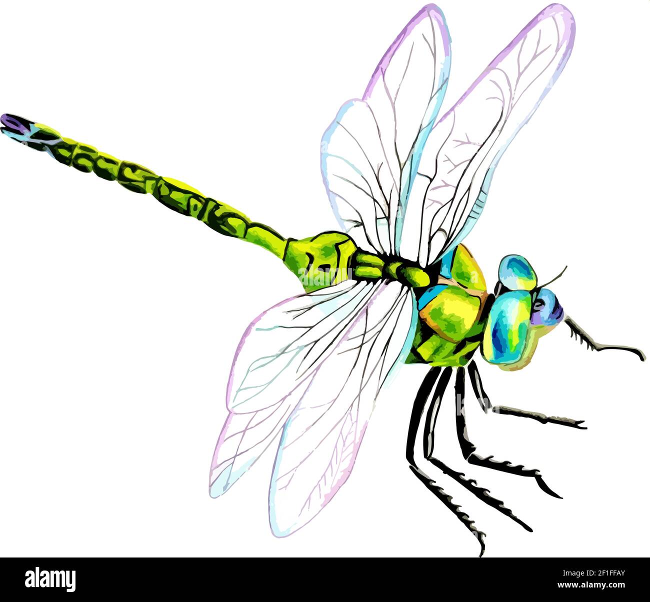 Hand drawn watercolor colorful illustration of blue and green dragonfly ...