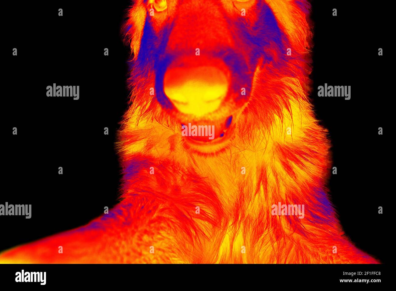 Portraits of dogs. Scanning the animal's body temperature with a