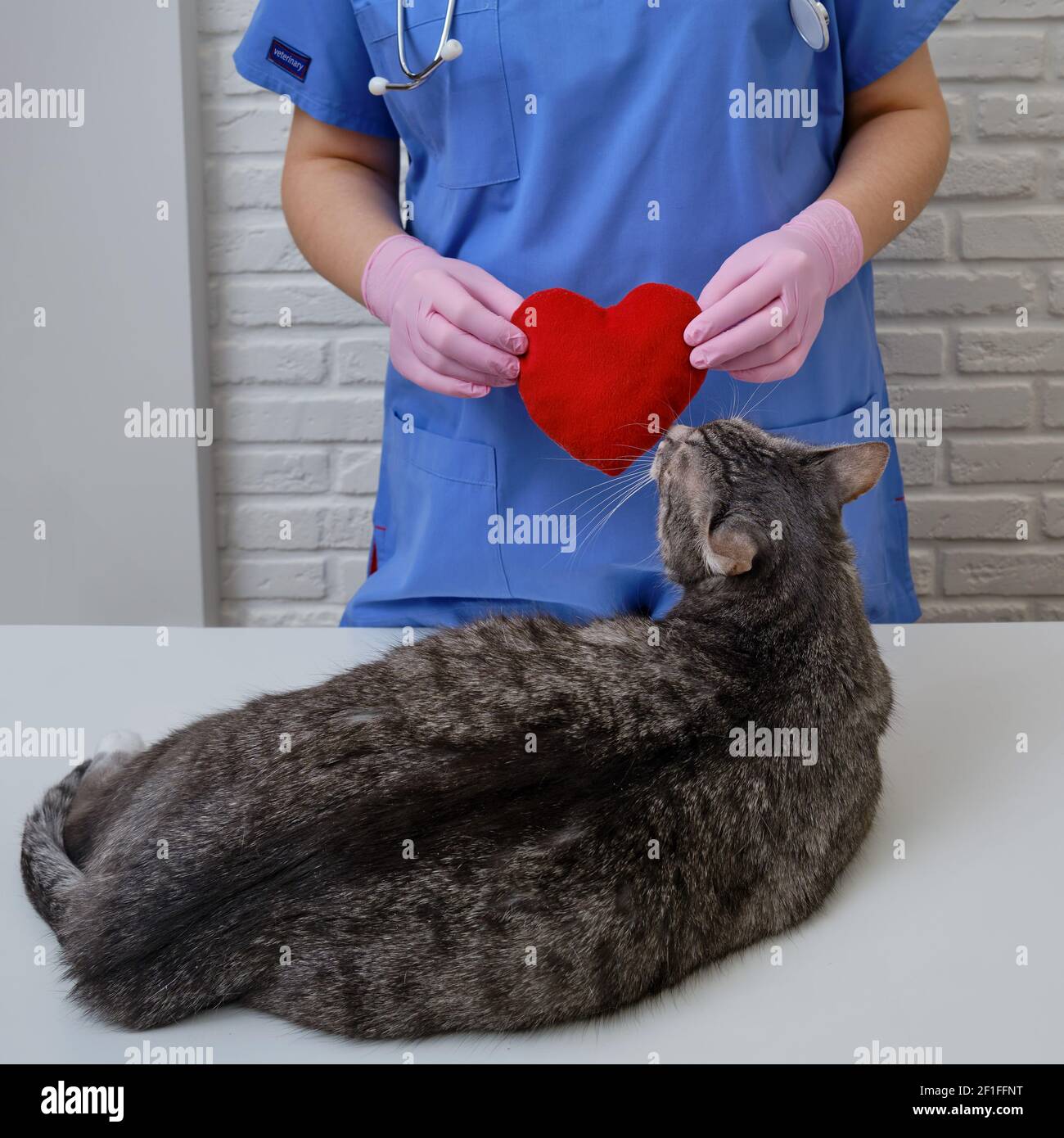 Red heart in the hands of a doctor as a symbol of love for animals in the veterinary clinic Stock Photo