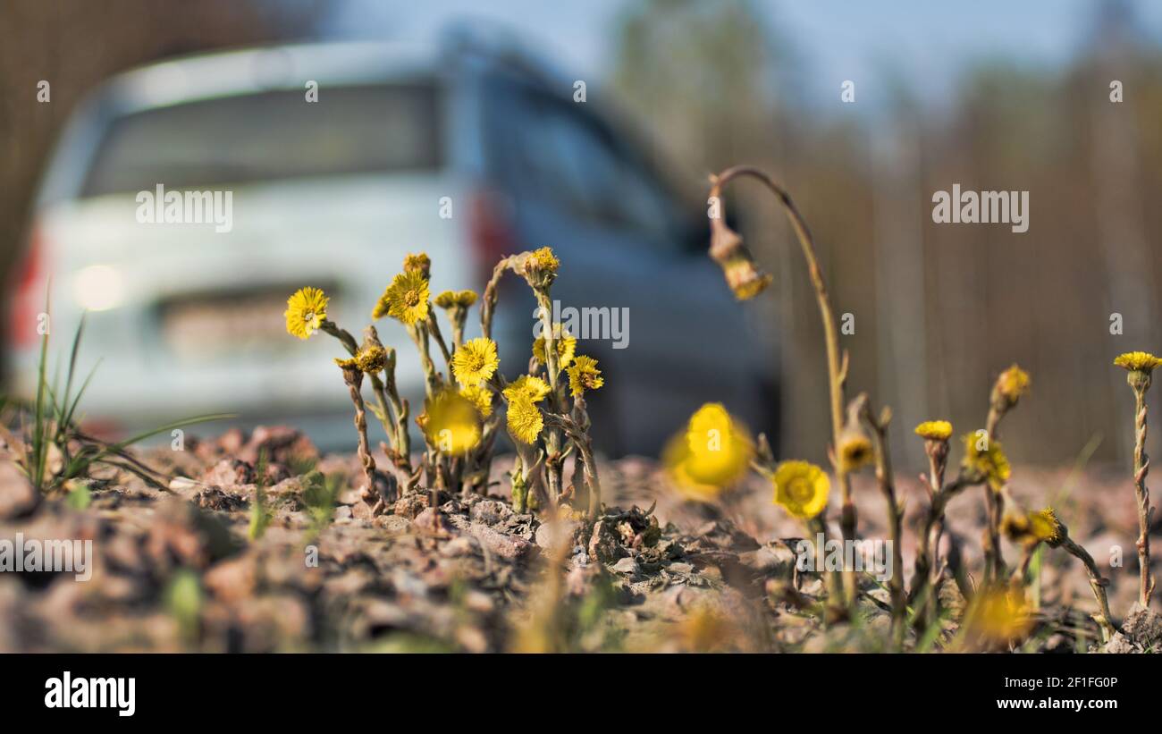 Roadside weeds hi-res stock photography and images - Alamy