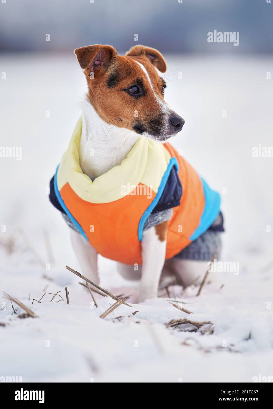 Small Jack Russell terrier dog in bright orange yellow and blue winter  jacket sitting on snow covered ground Stock Photo - Alamy