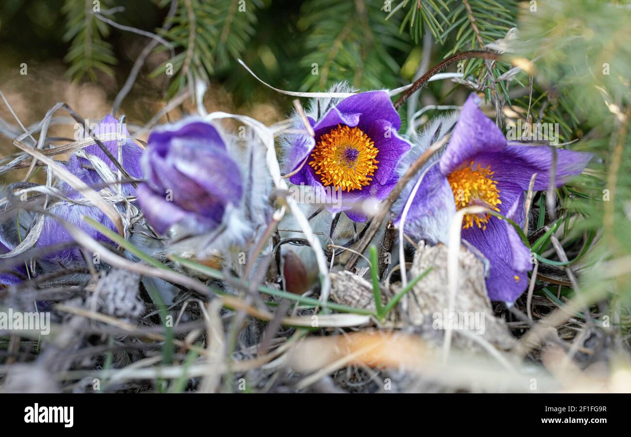 Greater pasque flower - Pulsatilla grandis - vibrant purple and yellow bloom head growing in dry grass under spruce tree Stock Photo