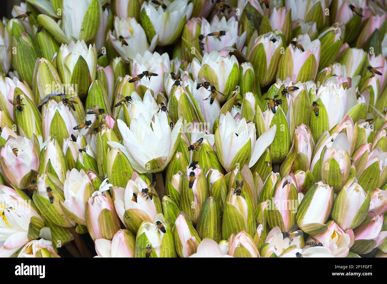 Water lilies and Indian Bees (Giant bee, Apis dorsata) are collected for sale and hundreds of bees collect pollen. Thailand Stock Photo