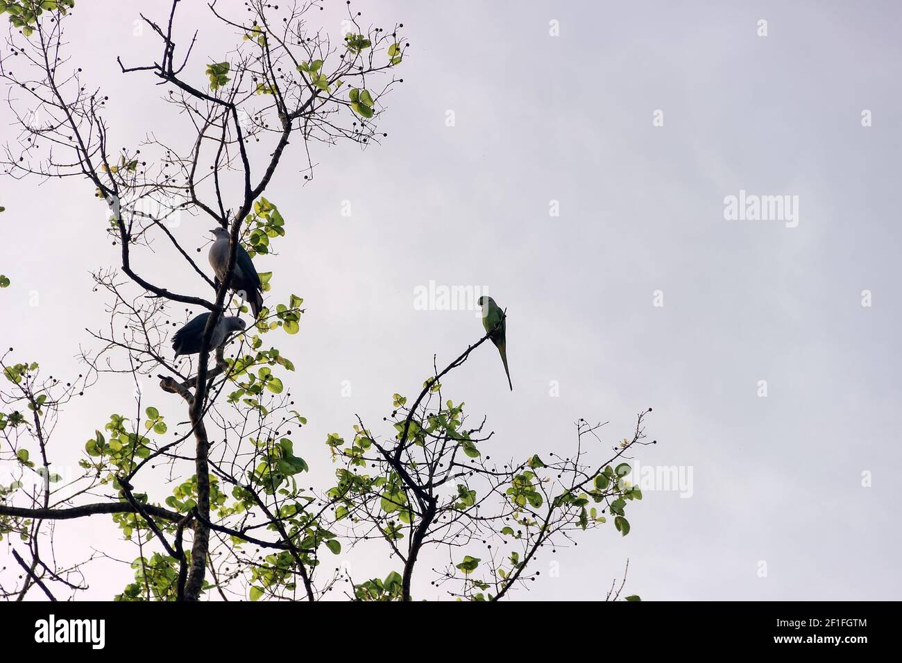 2 Green Imperial Pigeon (Ducula aenea pusilla) eats fruit on trees like a fruit-eating bird, Kramer's parrot is sitting next to its. Sri Lanka wintert Stock Photo