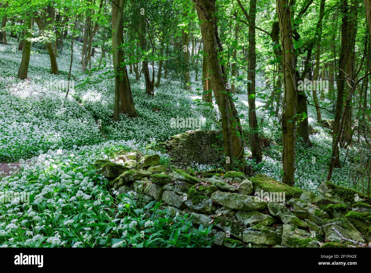 Close up of  a drystone wall and footpath surrounded by swathes of wild garlic in woods near Stroud, the Cotswolds, Gloucestershire, UK Stock Photo