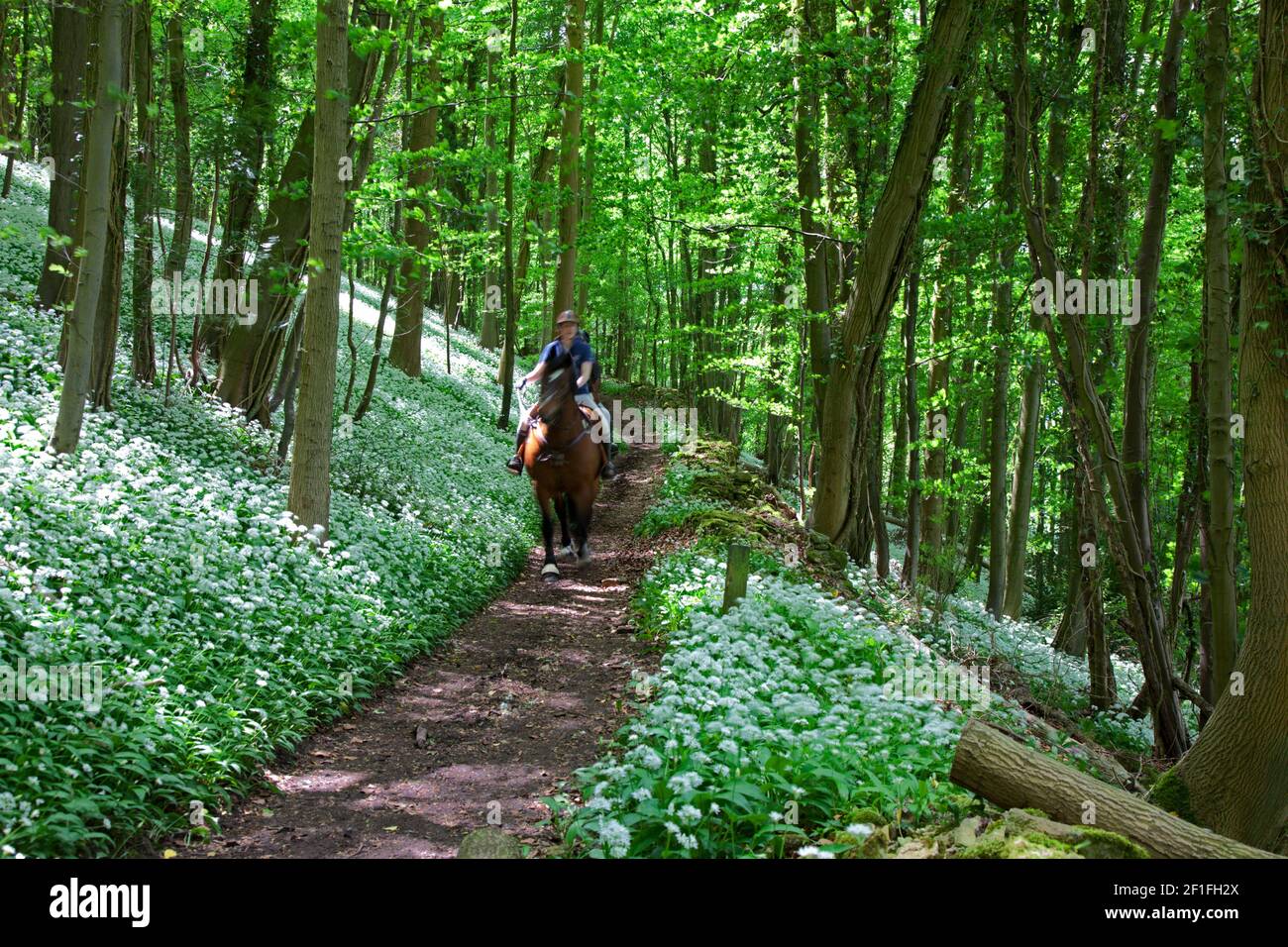 Two horse riders on a bridleway in wild garlic woods near Stroud, the Cotswolds, Gloucestershire, UK Stock Photo