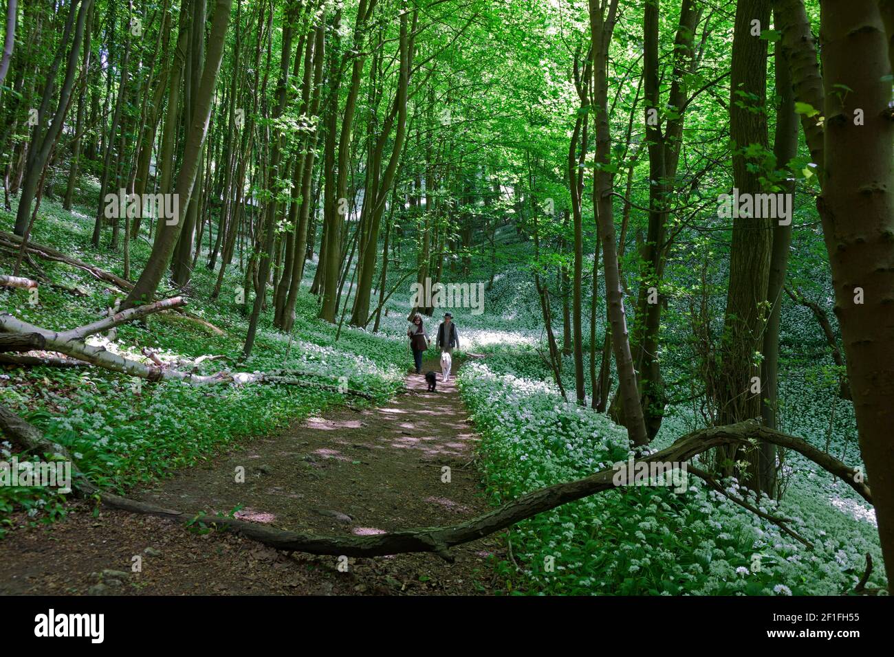 Two walkers spring walking with their dogs on a bridleway through wild garlic woods near Stroud, the Cotswolds, Gloucestershire, UK Stock Photo