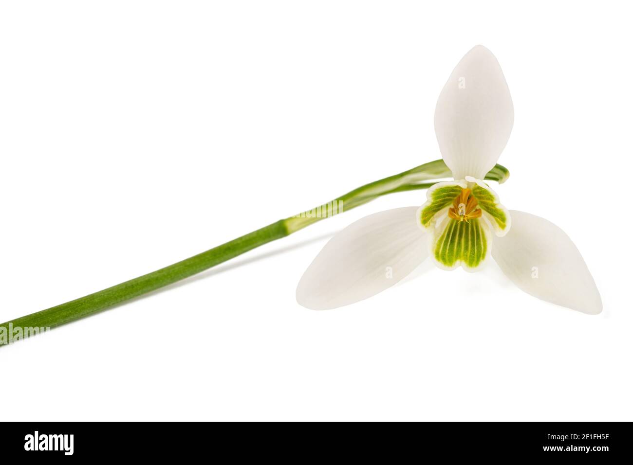 Snowdrop flower isolated on white background Stock Photo