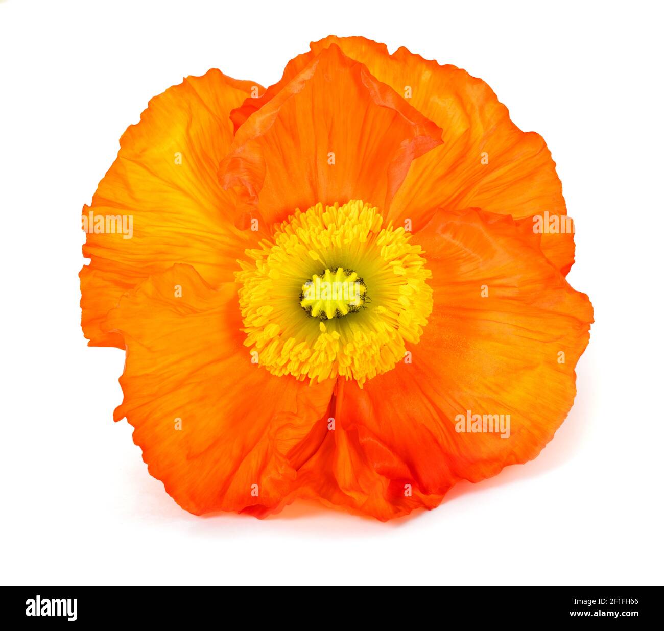 Orange poppy flower isolated on white background Stock Photo