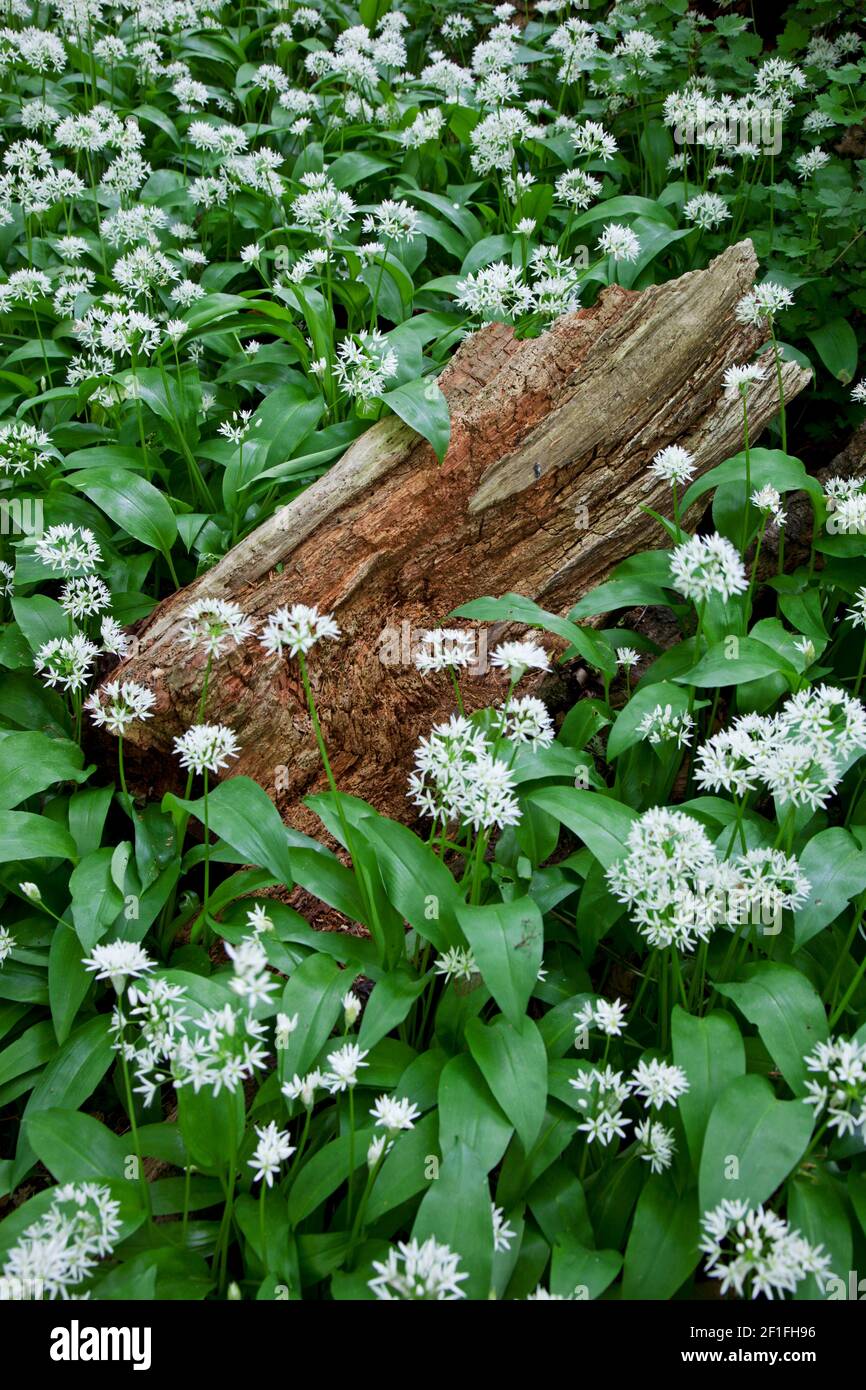 Close up of wild garlic surround a log in woods near Stroud, the Cotswolds, Gloucestershire, UK Stock Photo