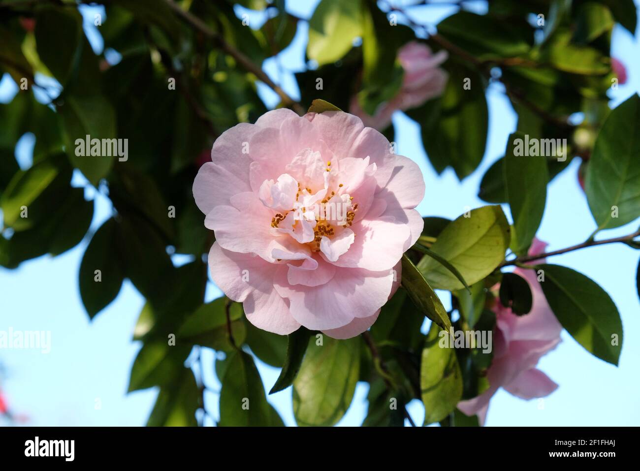 Pink Camellia 'Felice Harris'  in flower Stock Photo