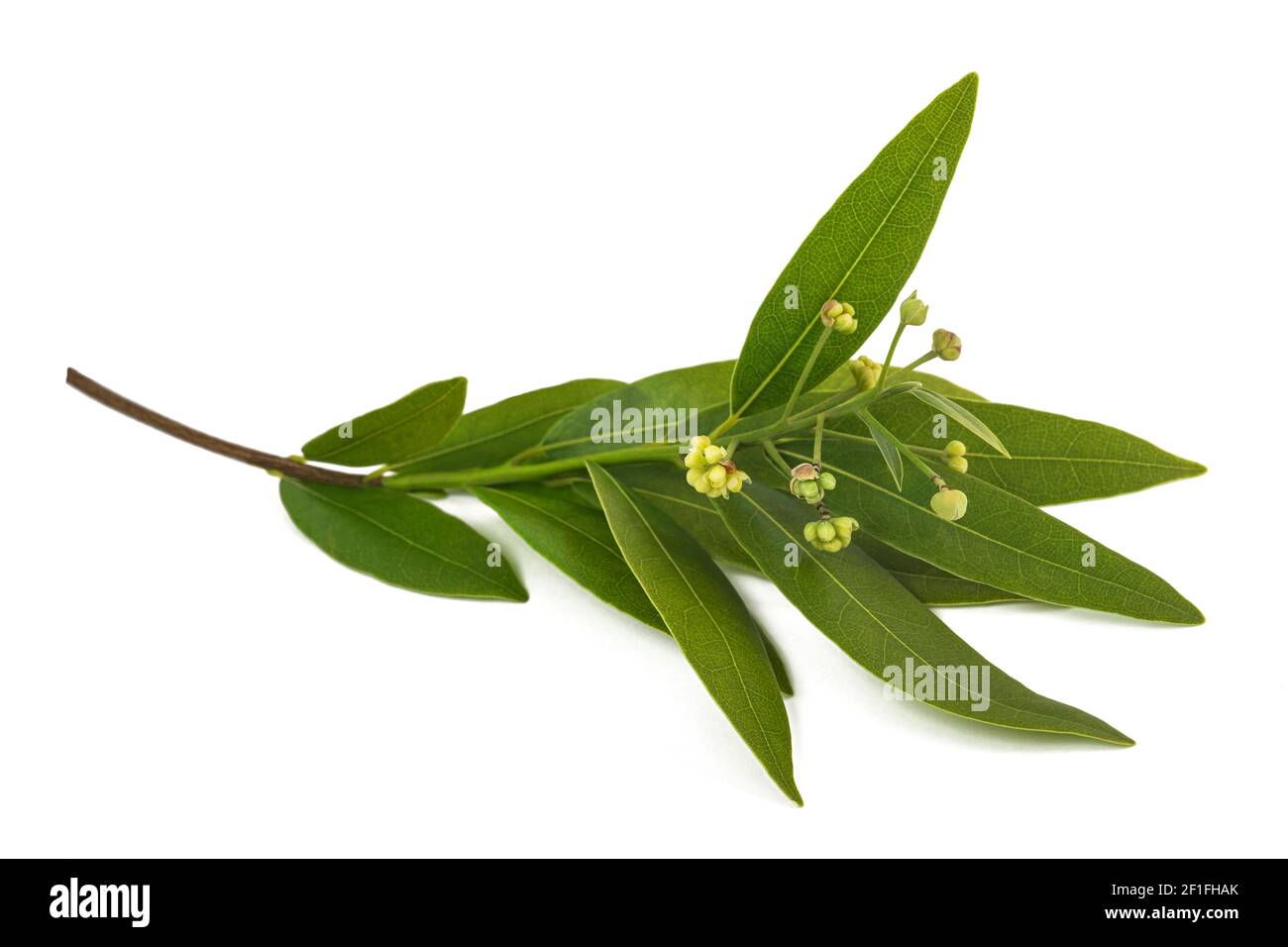 Californi laurel bay branch  isolated on white background Stock Photo