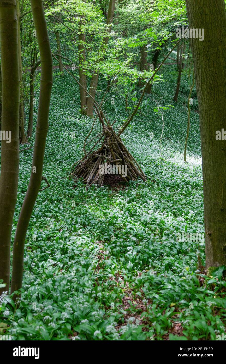 A childrens twig and branch shelter surrounded by wild garlic in woods near Stroud, the Cotwolds, Gloucestershire, UK Stock Photo