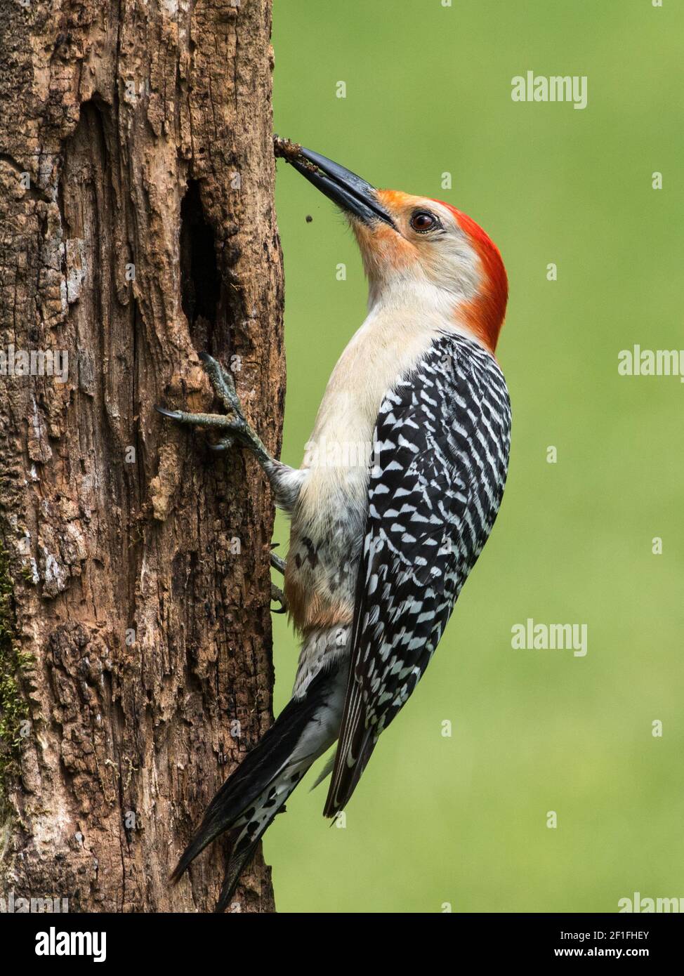 Portrait of a female red-bellied woodpecker, Melanerpes carolinus. Stock Photo