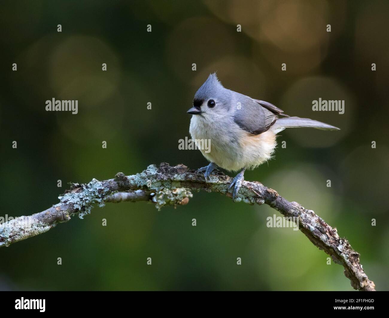 Portrait of an adult tufted titmouse, Baeolophus bicolor. Stock Photo