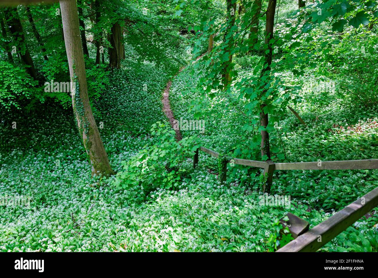 Steps and a footpath leaddown  through wild garlic woods in spring near Stroud, the Cotswolds, Gloucestershire, UK Stock Photo
