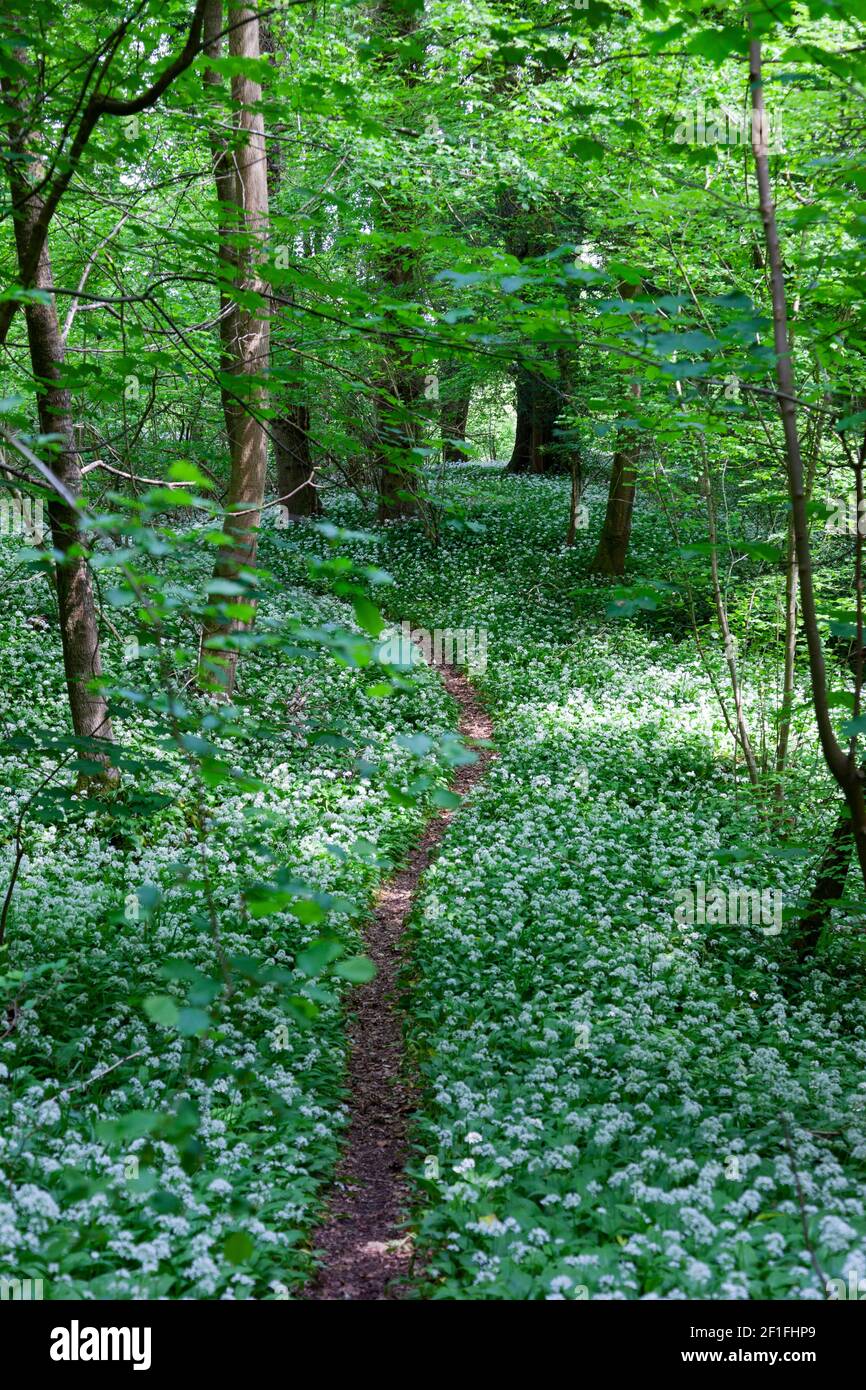 Footpath through wild garlic woods in spring near Stroud, the Cotswolds, Gloucestershire, UK Stock Photo