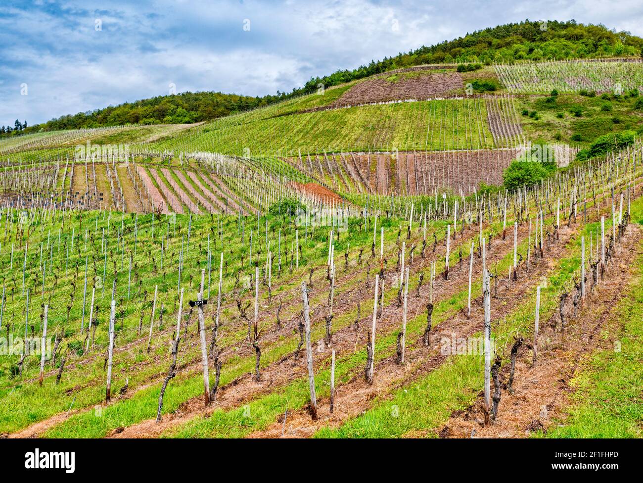 Vine Training High Resolution Stock Photography And Images Alamy Vine Training High Resolution Stock Photography And Images Alamy