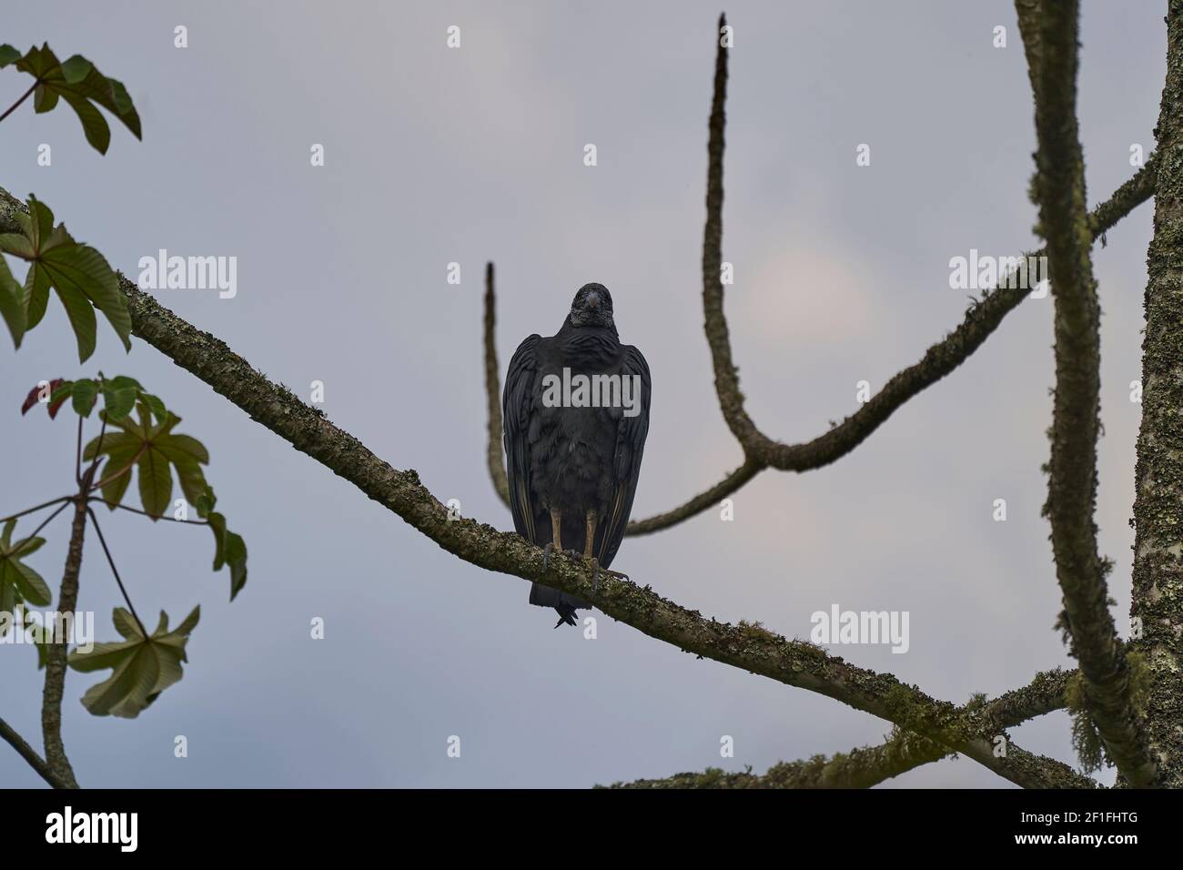 black vulture, Coragyps atratus, also known as American black vulture, a bird of the New World vulture family, perched on a branch of an exotic tree i Stock Photo