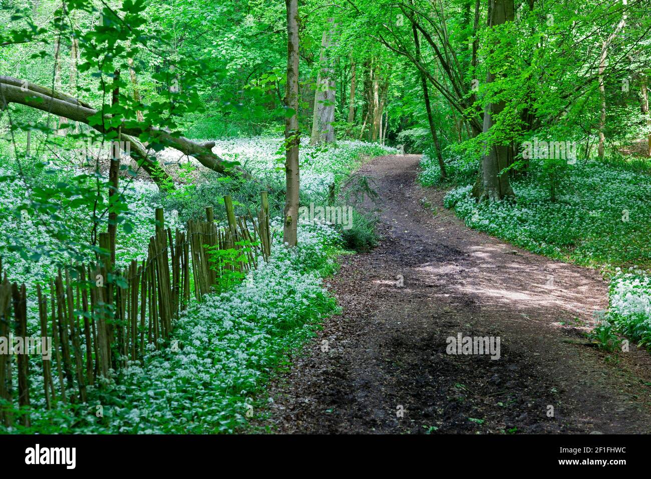 Spring walk on a bridleway in wild garlic woods near Stroud, the Cotswolds, Gloucestershire, UK Stock Photo