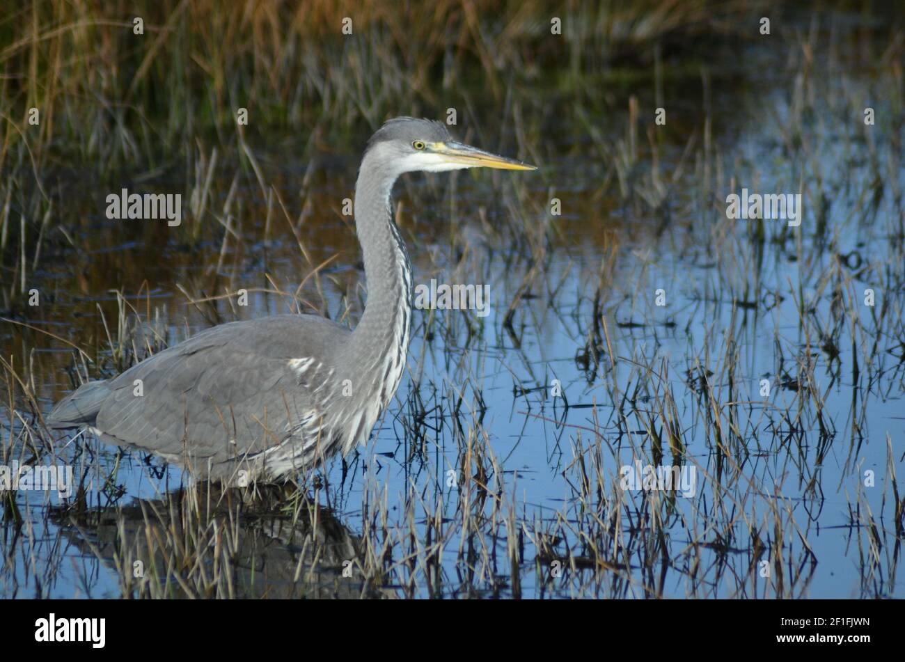Immiture heron pictured in Walthamstow Marshes London Stock Photo