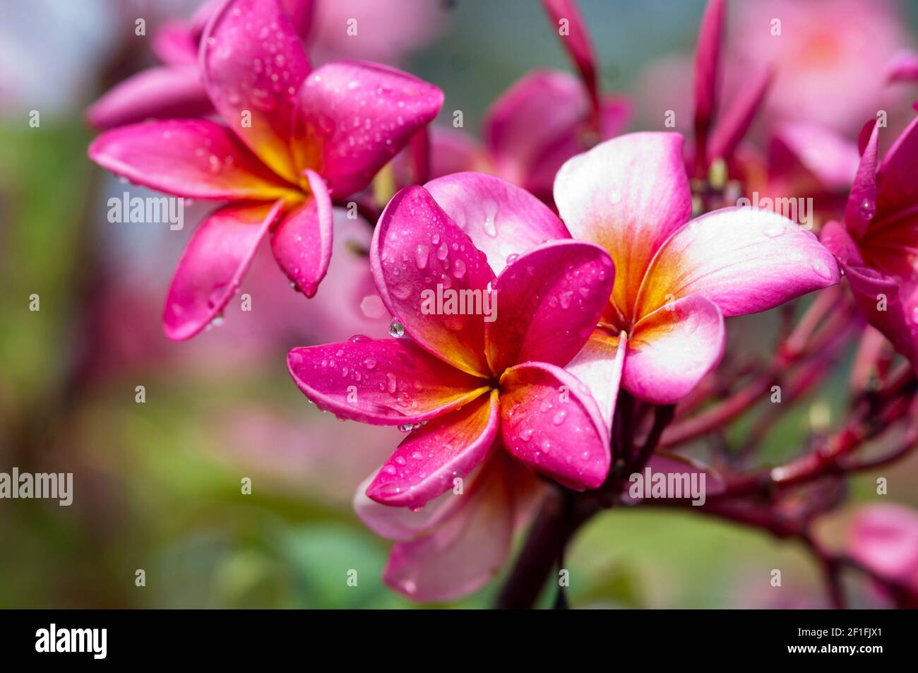 Flor de Mayo, cacaloxochitl, Flower Stock Photo - Alamy
