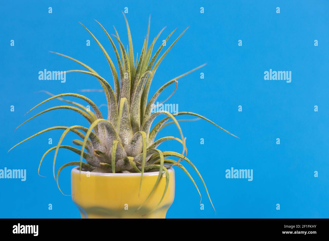 Tillandsia Display High Resolution Stock Photography and Images - Alamy