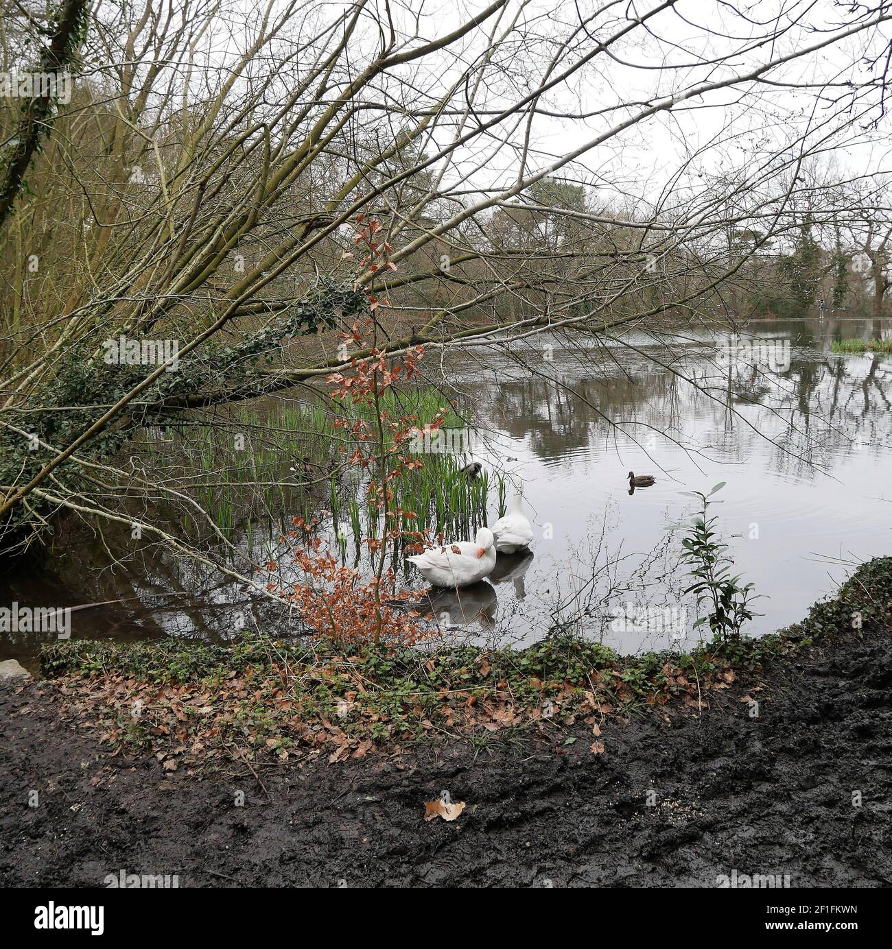 Hayes and Keston Commons, Kent, England Stock Photo