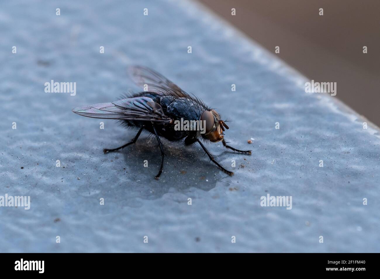 Housefly (Latin name: musca domestica) close up view Stock Photo