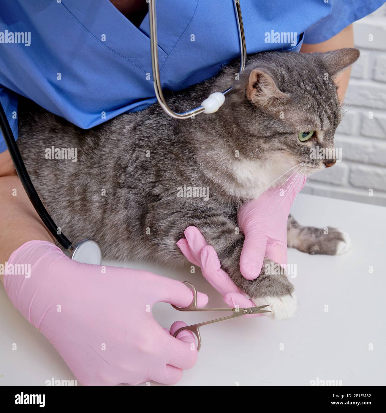 Vet hands with scissors for cutting cat's claws, clipper Stock Photo