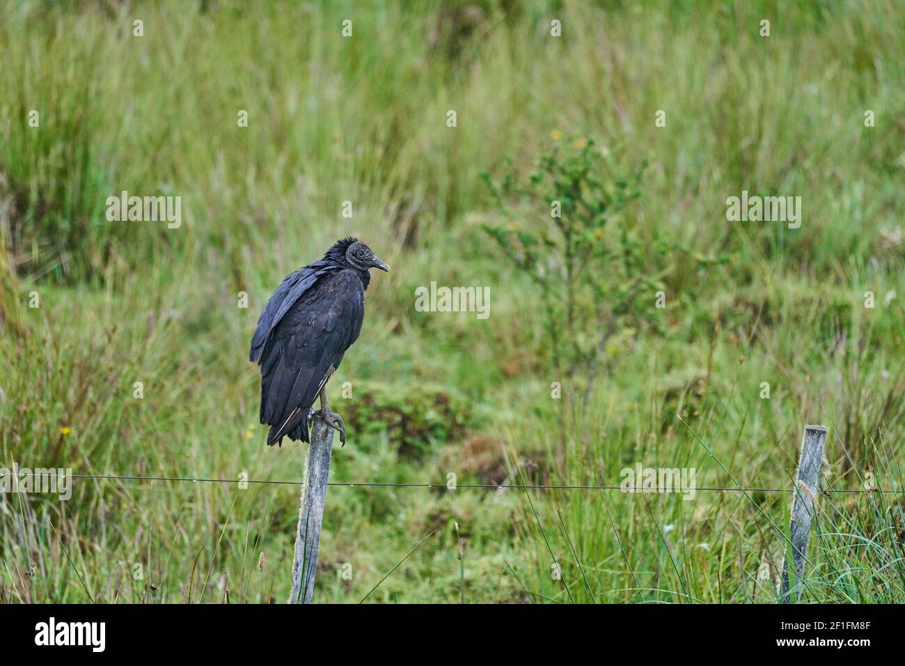 black vulture, Coragyps atratus, also American black vulture, is a bird in the New World vulture family. Sitting on a pole of a farming fence Stock Photo