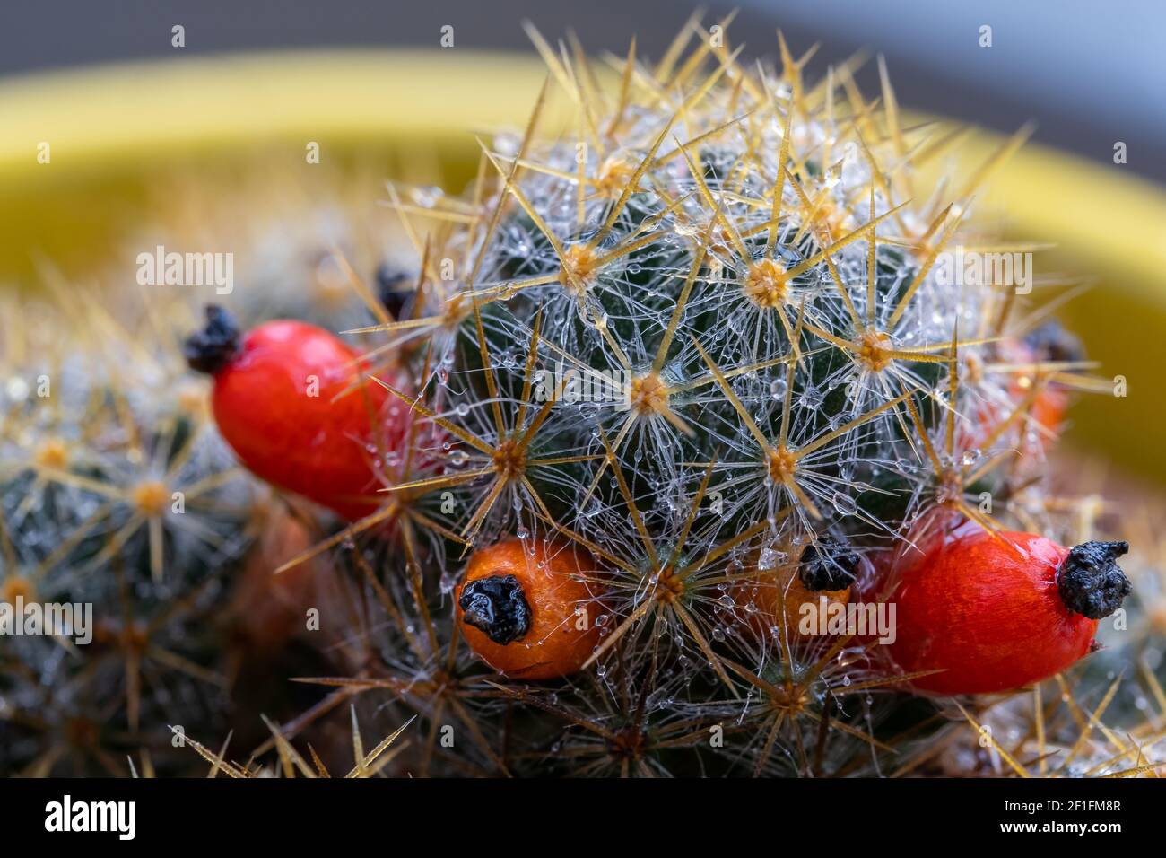 Texas nipple cactus flowers (Latin name: Mammillaria prolifera) Stock Photo