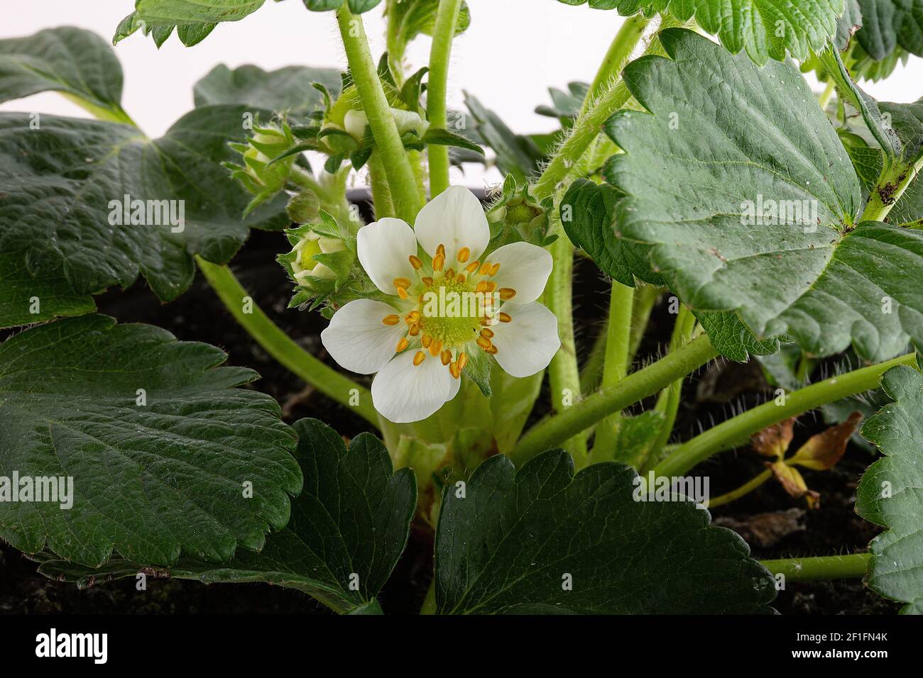 Strawberry fruit icon hi-res stock photography and images - Alamy