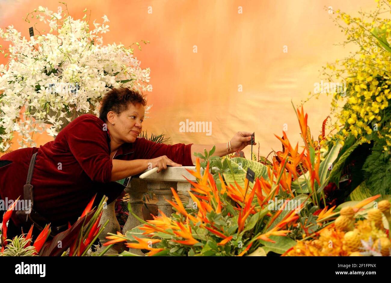 Mona Walker of the Barbados Horticultural Society exhibition fixing part of her display during the last few hours of preparation at the Chelsea Flower Show which opens tomorrow. She is hoping for her 10th Gold Medal at the show.19 May 2002 photo Andy Paradise Stock Photo