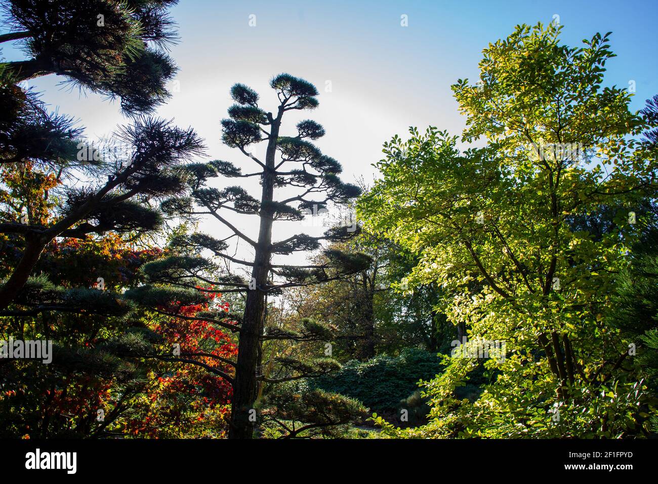 mispel bonsai Pinus mugo Twisty Pre-Bonsai Mugo Pine main image 0