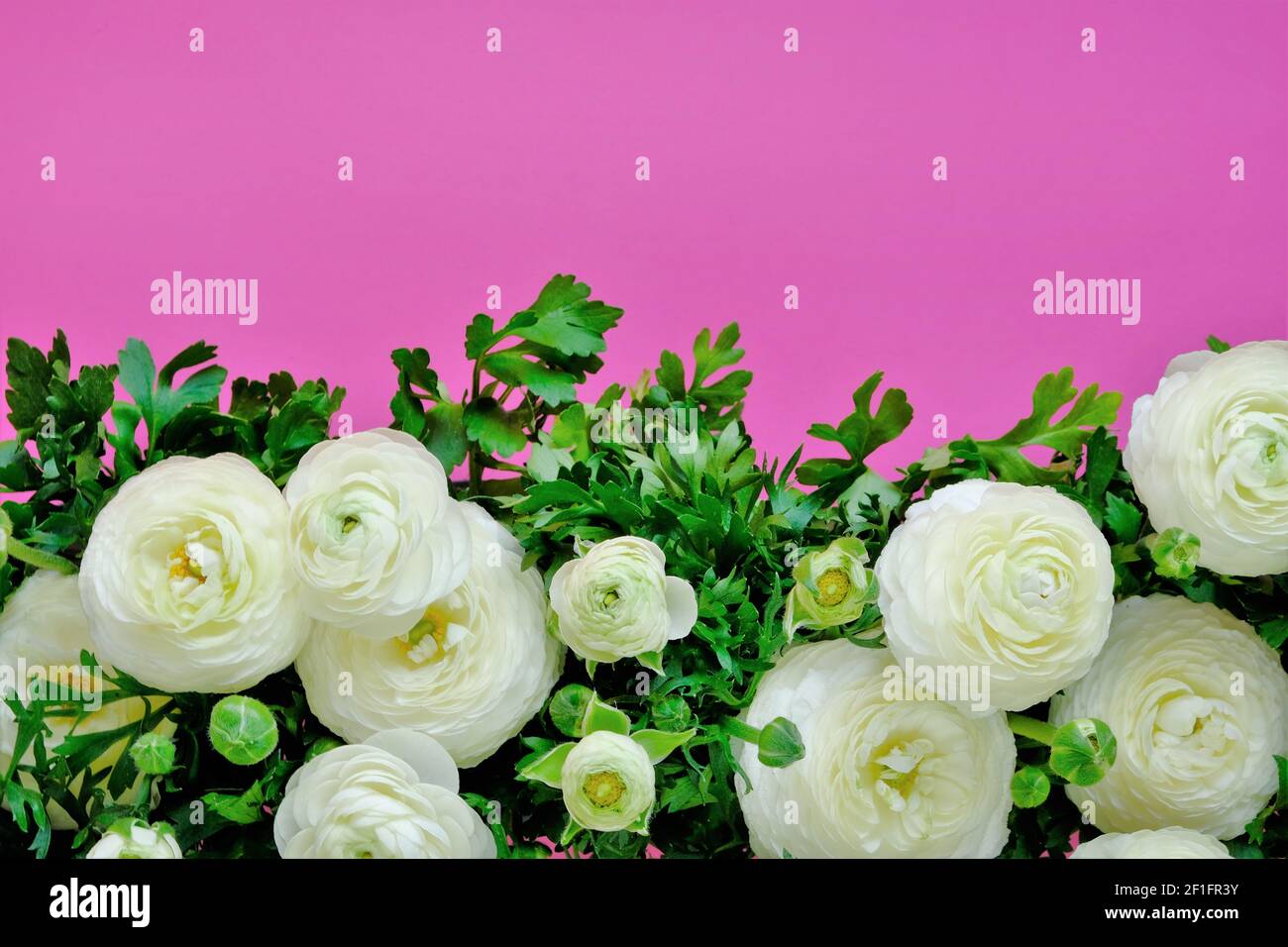 White Ranunculus Flowers. White buttercups on fuchsia background ...