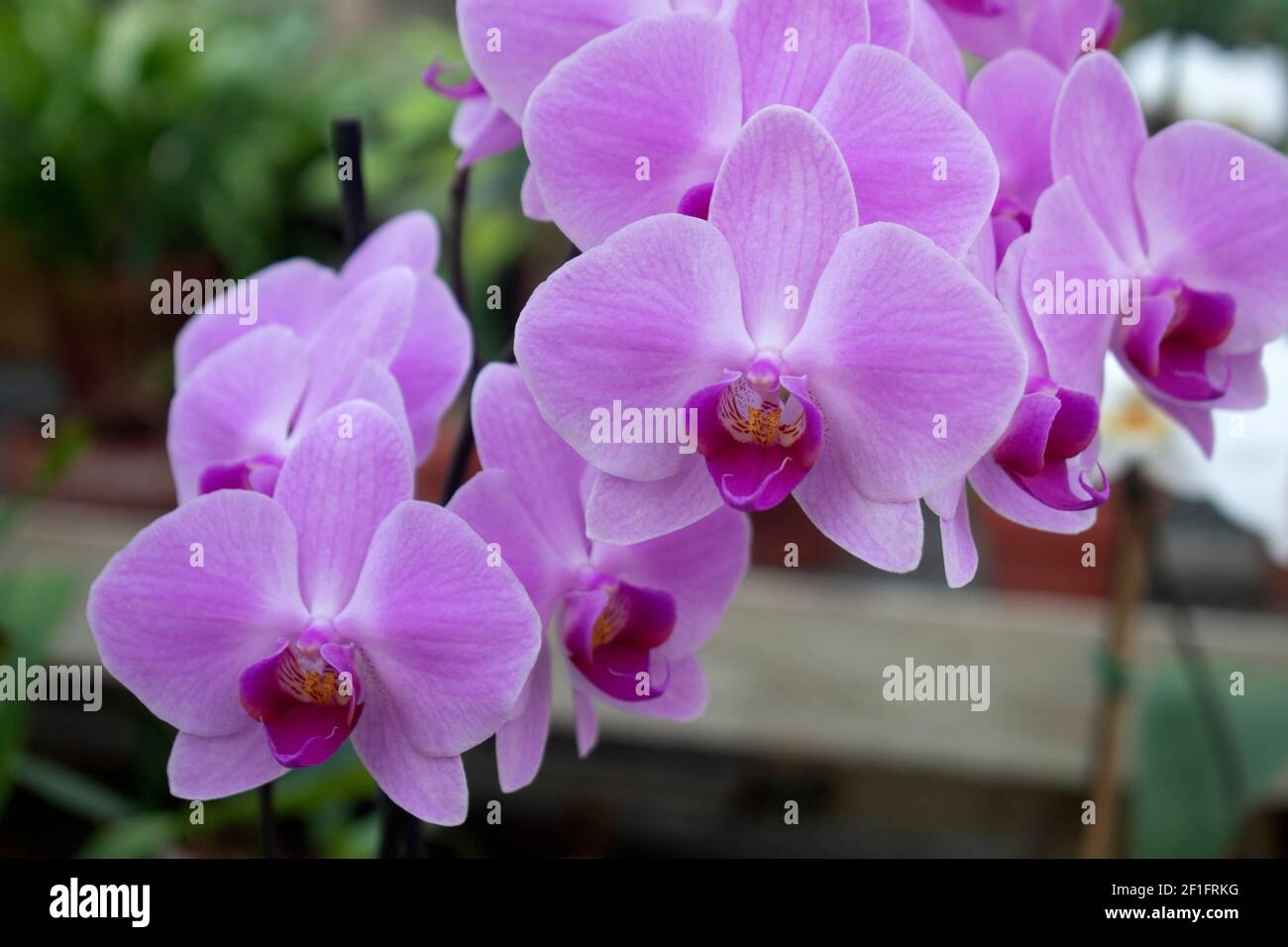 Beautiful pink and purple Phalaenopsis Aphrodite, more commonly known as moth or moon orchid, on a blurred background -06 Stock Photo
