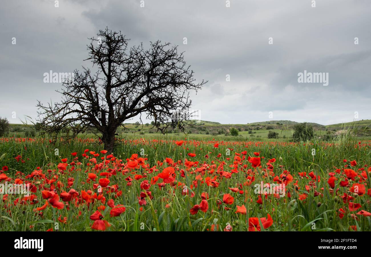 Field full of red beautiful poppy anemone flowers and a lonely dry tree. Spring time, spring landscape Cyprus. Stock Photo