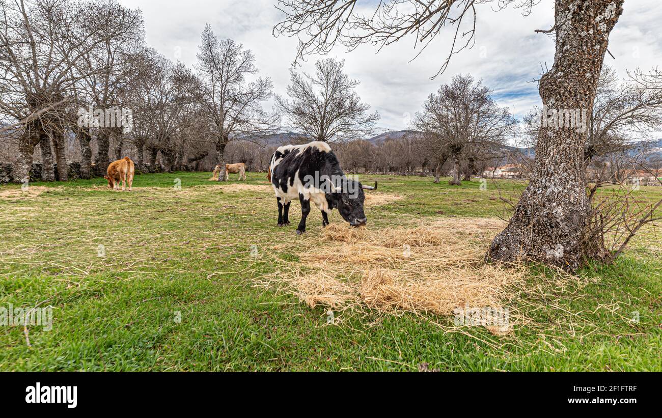 Cows grazing in an open-air herd in a meadow in the countryside Stock ...