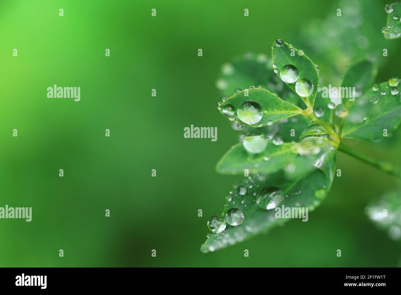 Earth Day. Ecological concept. Green leaves with water drops on blurred bright green background.Beautiful nature background.Green plants  Stock Photo