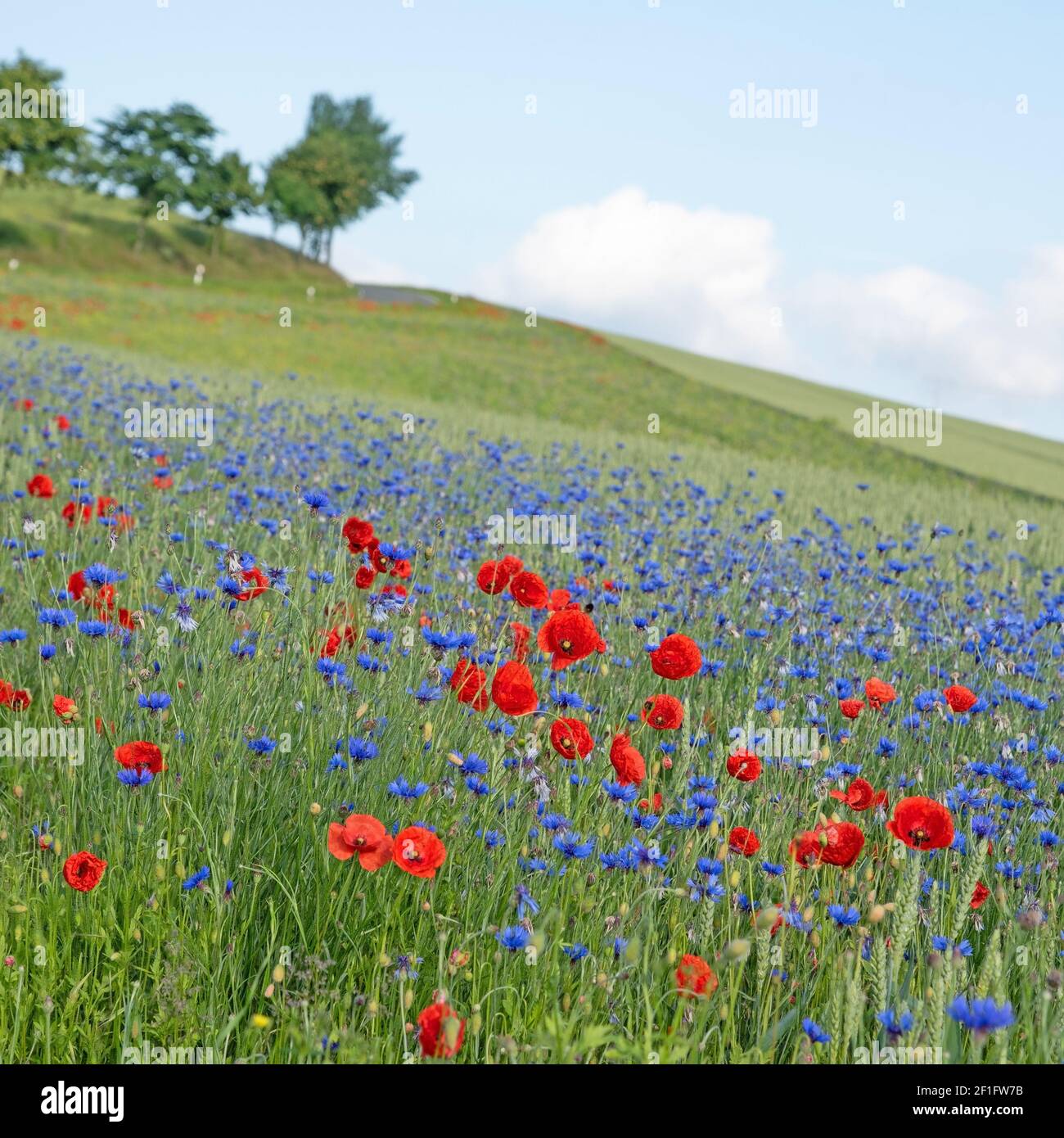 Wildflowers on the edge of the field in summer Stock Photo