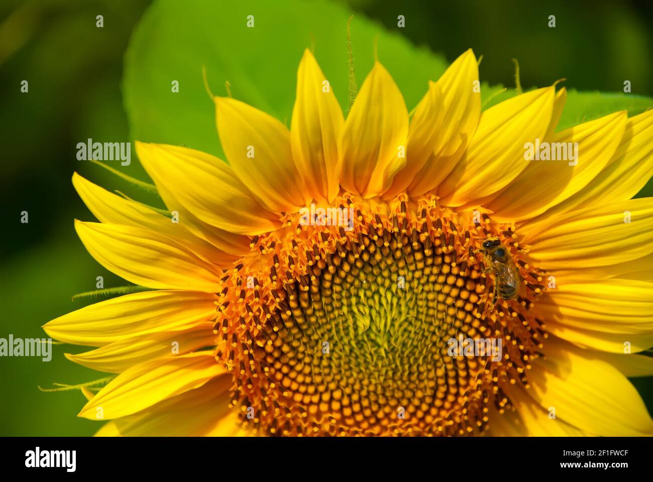 Sunflower top view hires stock photography and images Alamy